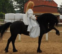 "Willem S", ehemaliges Trainingspferd von Gaby