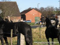 Unsere Friesenhengste wurden von den Friesenstuten der Schöpfung auf der Weide freudig empfangen
