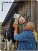 So bin ich doch sehr stolz "Flashman" hier gehabt zu haben - ein Shire Horse (es gibt nur 1000 in Deutschland etwa), 3 x in Folge Horse of the Year, geht nun nach Hause! Sicherlich haben uns schon ein paar Kunden in Facebook gesehen, das imposante Pferd ist mit 1,90m Stockmaß und 1.000kg Lebendgewicht aber wirklich ein Lamm.