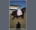 Bild: barockpferdeausbildung.de training kurse 06