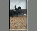 Bild: barockpferdeausbildung.de training kurse 09