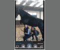 Bild: barockpferdeausbildung.de training kurse 10