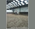 Bild: barockpferdeausbildung.de training kurse 15