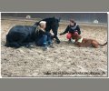 Bild: barockpferdeausbildung.de training kurse 29