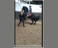 Bild: barockpferdeausbildung.de training kurse 32