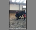 Bild: barockpferdeausbildung.de training kurse 35