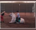 Bild: barockpferdeausbildung.de training kurse 60
