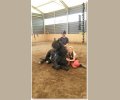 Bild: barockpferdeausbildung.de training kurse 66