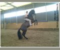 Bild: barockpferdeausbildung.de training kurse 71