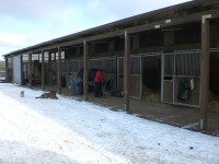 unsere Boxen sind luftig, werden täglich komplett frisch ausgemistet, die Pferde haben etwas zu schauen, alle bekommen täglich Weidegang/Paddock, Heu satt, Kraftfutter individuell.