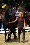 unser jüngster, ein 2jähriger Hengst