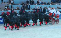 zentralen Hengstkörung des KFPS in Leeuwarden