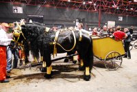 zentralen Hengstkörung des KFPS in Leeuwarden