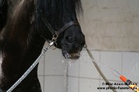 Willem beim "Ritual" Wasserschlauch saufen.