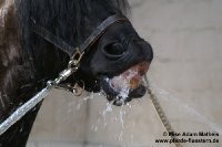 Willem beim "Ritual" Wasserschlauch saufen.