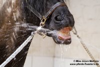 Willem beim "Ritual" Wasserschlauch saufen.