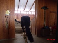 Luxus-Quarantäne-Station "Blue Diamond Stables" in Ohio