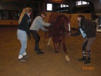 "Normale Warmblüter" beim Zirzensik-Training!