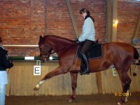 "Normale Warmblüter" beim Zirzensik-Training!