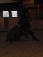 "Normale Warmblüter" beim Zirzensik-Training!