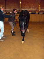 "Normale Warmblüter" beim Zirzensik-Training!