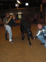 "Normale Warmblüter" beim Zirzensik-Training!