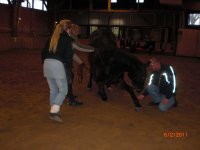 "Normale Warmblüter" beim Zirzensik-Training!