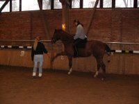 "Normale Warmblüter" beim Zirzensik-Training!