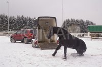 Friese "Markus" ist zirzensisch ausgebildet und hatte viel Spaß im Schnee 