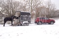 Friese "Markus" ist zirzensisch ausgebildet und hatte viel Spaß im Schnee 