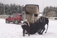 Friese "Markus" ist zirzensisch ausgebildet und hatte viel Spaß im Schnee 