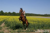 "Friesenhengste im Raps" Mimi & Bonsche