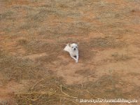 großer Hengst, kleiner Hund! "Lola"