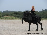 Friesenhengst Willem und Gaby am Strand