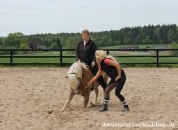 Hafi "Merlin" lernt fleißig seine Lektionen