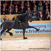 zentralen Hengstkörung des KFPS