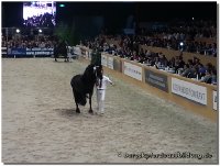 zentralen Hengstkörung des KFPS