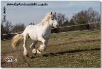 "Unas" - ein 7jähriger französischer Kaltblut Hengst (Boulonnais) - nicht "nur" Friesen lernen Zirzensik!