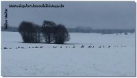 Winterwonderland! Bei eisigen Temperaturen und Schnee sind die Pferde meist etwas knackiger - trotzdem die Bewegungshalle noch nicht fertig ist, bemühen wir uns, sie abwechslungsreich zu trainieren. Es gibt kein schlechtes Wetter, bloß falsche Kleidung! Danke an meine liebe Freundin Anne Chevalley aus Spanien, die mir ihren tollen Mantel vermacht hat, worauf ich sehr stolz bin!