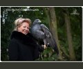 Bild: Greifvogel-Shooting 2017 0014