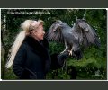 Bild: Greifvogel-Shooting 2017 0017