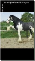 So bin ich doch sehr stolz "Flashman" hier gehabt zu haben - ein Shire Horse (es gibt nur 1000 in Deutschland etwa), 3 x in Folge Horse of the Year, geht nun nach Hause! Sicherlich haben uns schon ein paar Kunden in Facebook gesehen, das imposante Pferd ist mit 1,90m Stockmaß und 1.000kg Lebendgewicht aber wirklich ein Lamm.