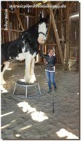 So bin ich doch sehr stolz "Flashman" hier gehabt zu haben - ein Shire Horse (es gibt nur 1000 in Deutschland etwa), 3 x in Folge Horse of the Year, geht nun nach Hause! Sicherlich haben uns schon ein paar Kunden in Facebook gesehen, das imposante Pferd ist mit 1,90m Stockmaß und 1.000kg Lebendgewicht aber wirklich ein Lamm.