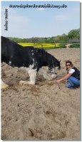 So bin ich doch sehr stolz "Flashman" hier gehabt zu haben - ein Shire Horse (es gibt nur 1000 in Deutschland etwa), 3 x in Folge Horse of the Year, geht nun nach Hause! Sicherlich haben uns schon ein paar Kunden in Facebook gesehen, das imposante Pferd ist mit 1,90m Stockmaß und 1.000kg Lebendgewicht aber wirklich ein Lamm.