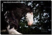 So bin ich doch sehr stolz "Flashman" hier gehabt zu haben - ein Shire Horse (es gibt nur 1000 in Deutschland etwa), 3 x in Folge Horse of the Year, geht nun nach Hause! Sicherlich haben uns schon ein paar Kunden in Facebook gesehen, das imposante Pferd ist mit 1,90m Stockmaß und 1.000kg Lebendgewicht aber wirklich ein Lamm.