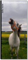 Endlich schleicht sich der Sommer langsam ein - gef&uuml;hlt t&auml;glich Regen und im Matsch drau&szlig;en zu reiten zehrt zus&auml;tzlich zu Corona echt an den Nerven! Aber wir sind ja immer positiv gestimmt und freuen uns auf ein sch&ouml;neres Arbeiten drau&szlig;en mit unseren 4Beinern! Da es ja nun Deutschland weit Lockerungen gibt, d&uuml;rft ihr auch wieder zum Training kommen - ob Zirzensik, Dressur oder Abschrecktraining in unserer "Disko-Scheune". Jan und ich freuen uns auf Kurse am Hof, auch d&uuml;rften wir wieder ausw&auml;rts unterrichten.