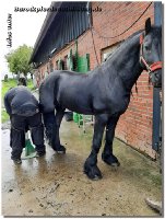 Endlich schleicht sich der Sommer langsam ein - gef&uuml;hlt t&auml;glich Regen und im Matsch drau&szlig;en zu reiten zehrt zus&auml;tzlich zu Corona echt an den Nerven! Aber wir sind ja immer positiv gestimmt und freuen uns auf ein sch&ouml;neres Arbeiten drau&szlig;en mit unseren 4Beinern! Da es ja nun Deutschland weit Lockerungen gibt, d&uuml;rft ihr auch wieder zum Training kommen - ob Zirzensik, Dressur oder Abschrecktraining in unserer "Disko-Scheune". Jan und ich freuen uns auf Kurse am Hof, auch d&uuml;rften wir wieder ausw&auml;rts unterrichten.