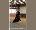 Bild: barockpferdeausbildung.de training kurse 24