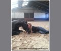 Bild: barockpferdeausbildung.de training kurse 38