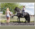 Bild: barockpferdeausbildung.de training kurse 50